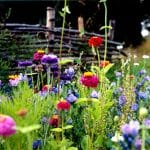 Ландшафтный газон и его виды